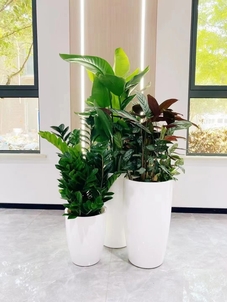 宁波镇海植物租摆价格大揭秘，速来围观！